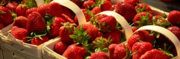 Strawberry Picking Places in Phoenix Arizona