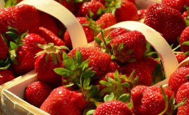 Strawberry Picking Places in Phoenix Arizona