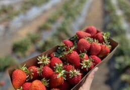 Strawberry Picking Places in Pittsburg California