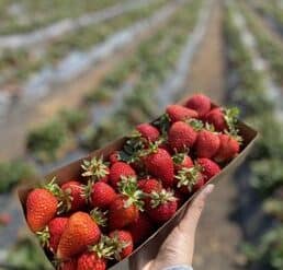 Strawberry Picking Places in Pittsburg California