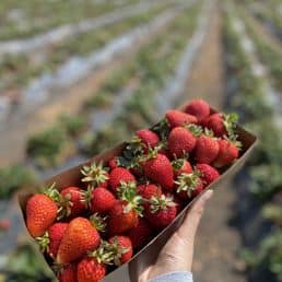 Strawberry Picking Places in Pittsburg California