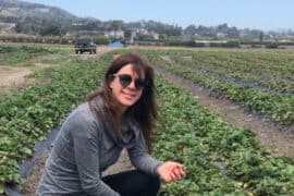 Strawberry Picking Places in Pleasanton California