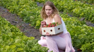 Strawberry Picking Places in Pomona California