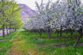 Strawberry Picking Places in Provo Utah