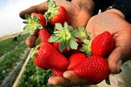 Strawberry Picking Places in Queen Creek Town Arizona