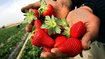 Strawberry Picking Places in Queen Creek Town Arizona