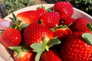 Strawberry Picking Places in Queenstown Singapore