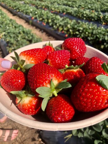 Strawberry Picking Places in Queenstown Singapore