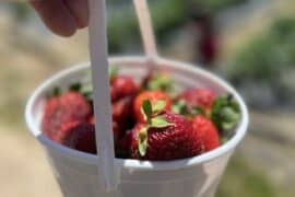 Strawberry Picking Places in Rancho Cordova California