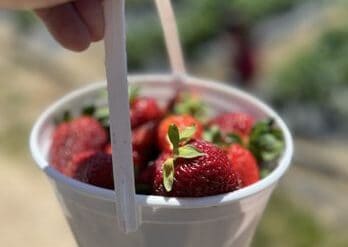 Strawberry Picking Places in Rancho Cordova California