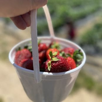 Strawberry Picking Places in Rancho Cordova California