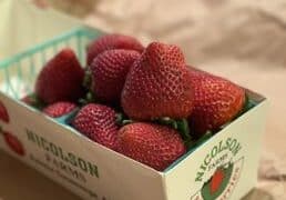 Strawberry Picking Places in Rancho Cucamonga California