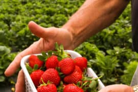 Strawberry Picking Places in Redding California