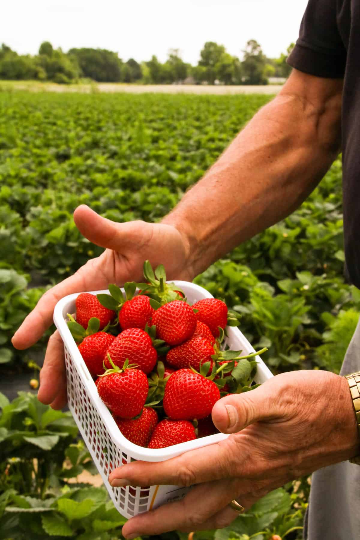 Strawberry Picking Places in Redding California