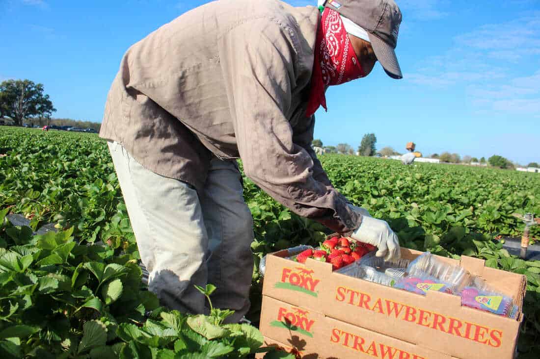 Strawberry Picking Places in Redlands California