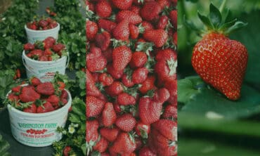 Strawberry Picking Places in Redmond Washington