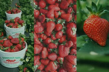 Strawberry Picking Places in Redmond Washington