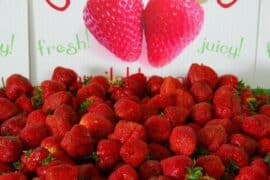 Strawberry Picking Places in Richmond California