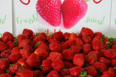 Strawberry Picking Places in Richmond California