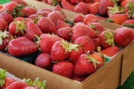 Strawberry Picking Places in Roseville California