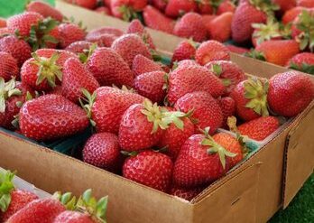 Strawberry Picking Places in Roseville California