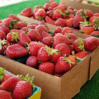 Strawberry Picking Places in Roseville California