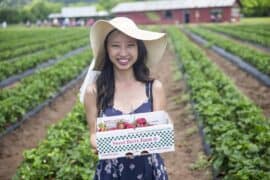 Strawberry Picking Places in Round Rock Texas