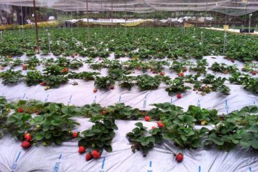 Strawberry Picking Places in Sai Kung New Territories