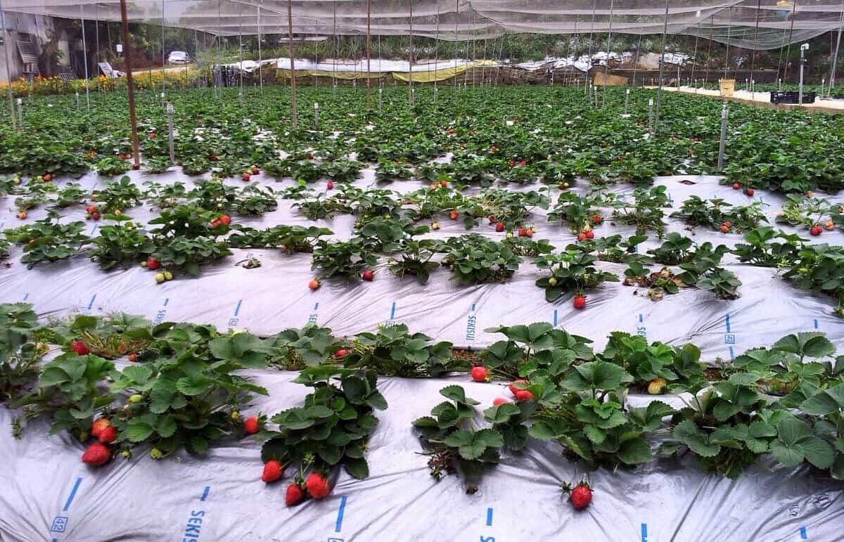 Strawberry Picking Places in Sai Kung New Territories