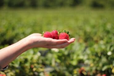 Strawberry Picking Places in San Antonio Texas