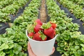 Strawberry Picking Places in San Marcos California