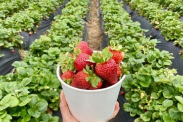 Strawberry Picking Places in San Marcos California