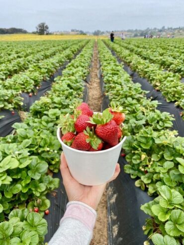 Strawberry Picking Places in San Marcos California