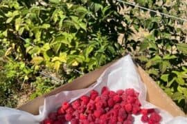 Strawberry Picking Places in Santa Rosa California