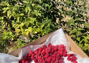 Strawberry Picking Places in Santa Rosa California