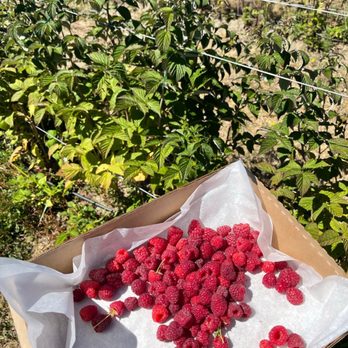 Strawberry Picking Places in Santa Rosa California