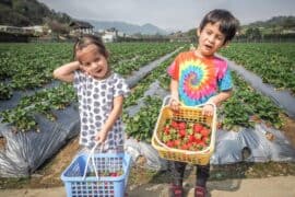 Strawberry Picking Places in Sengkang