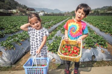 Strawberry Picking Places in Sengkang