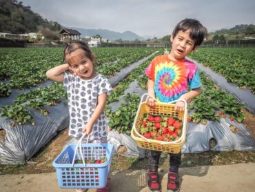 Strawberry Picking Places in Sengkang