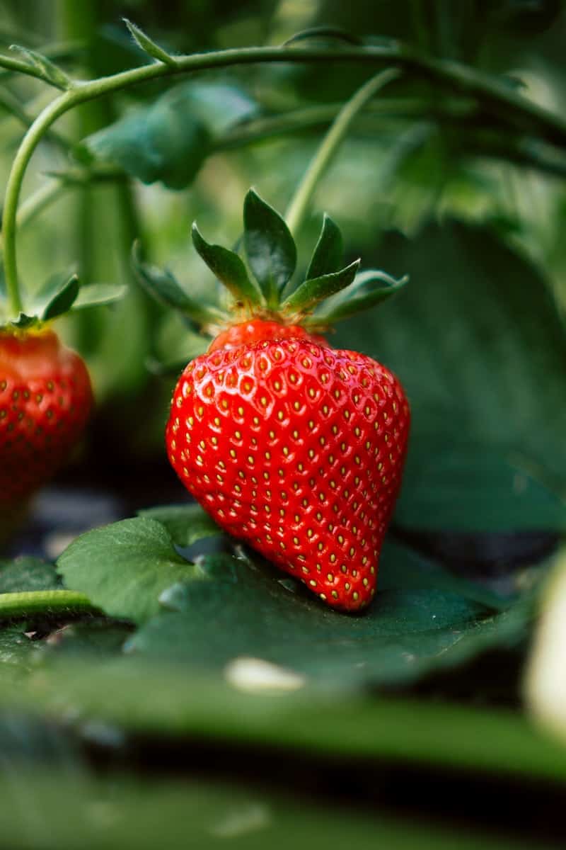 Strawberry Picking Places in Serangoon