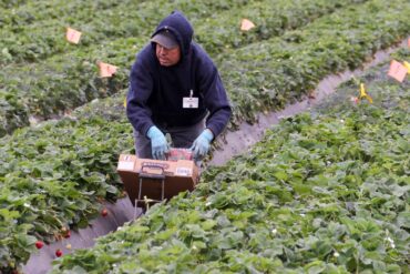 Strawberry Picking Places in South Gate California