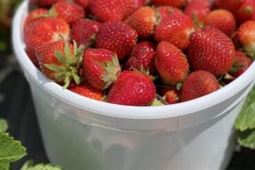 Strawberry Picking Places in South Hill Washington