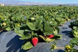 Strawberry Picking Places in South Jordan Utah