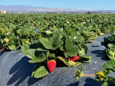 Strawberry Picking Places in South Jordan Utah