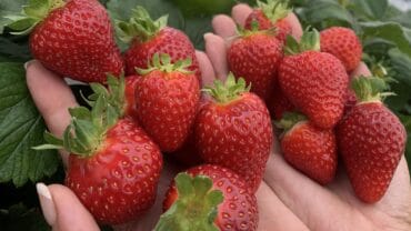 Strawberry Picking Places in Southern Hong Kong Island