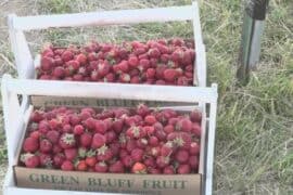 Strawberry Picking Places in Spokane Valley Washington