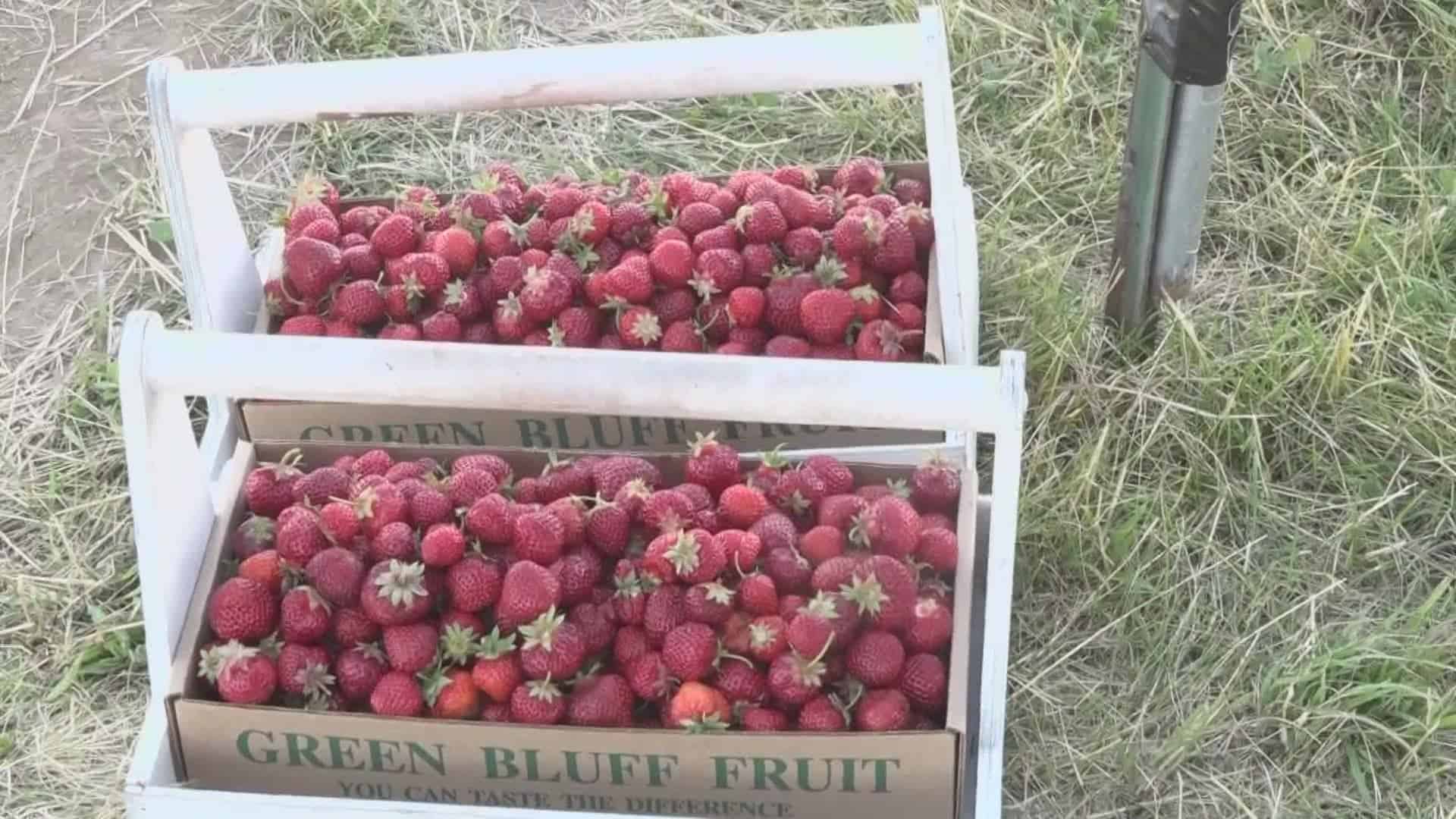 Strawberry Picking Places in Spokane Valley Washington