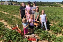 Strawberry Picking Places in Spokane Washington