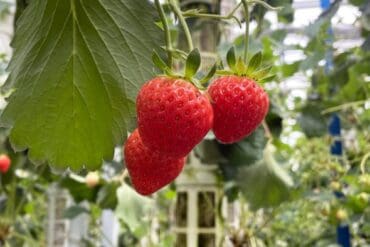 Strawberry Picking Places in Tampines