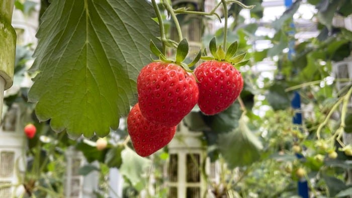 Strawberry Picking Places in Tampines